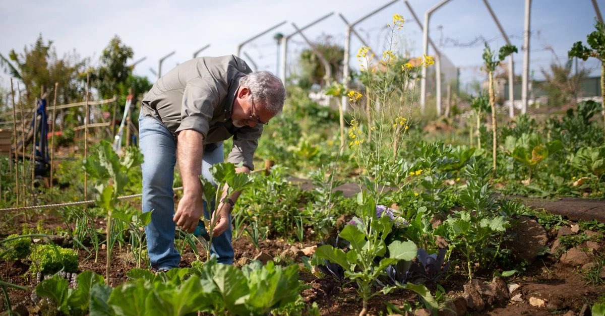 Un homme jardinant dans un jardin potager luxuriant sous le soleil éclatant au Portugal.